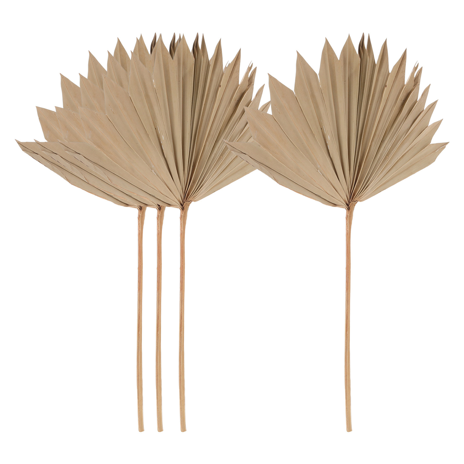 Palm Leaf Dried - 4Pcs Dried Palm Leaf Decor Natural