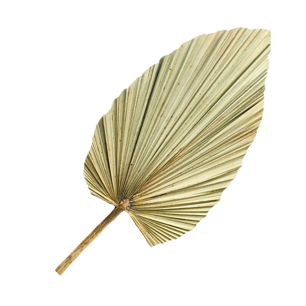 1Pcs Natural Dried Palm Leaf D - Palm Leaf Dried 评论和价格