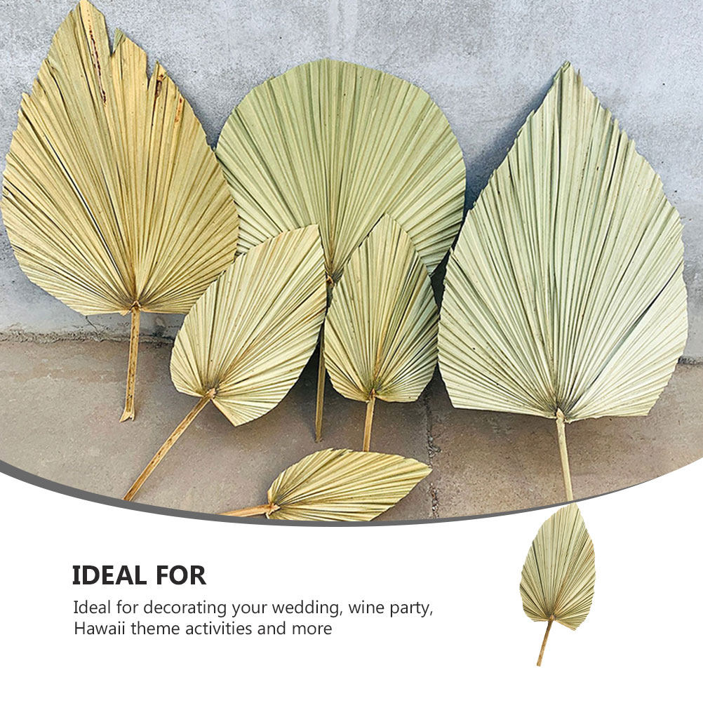1Pcs Natural Palm Leaf Dried O - Palm Leaf Dried 评论和价格