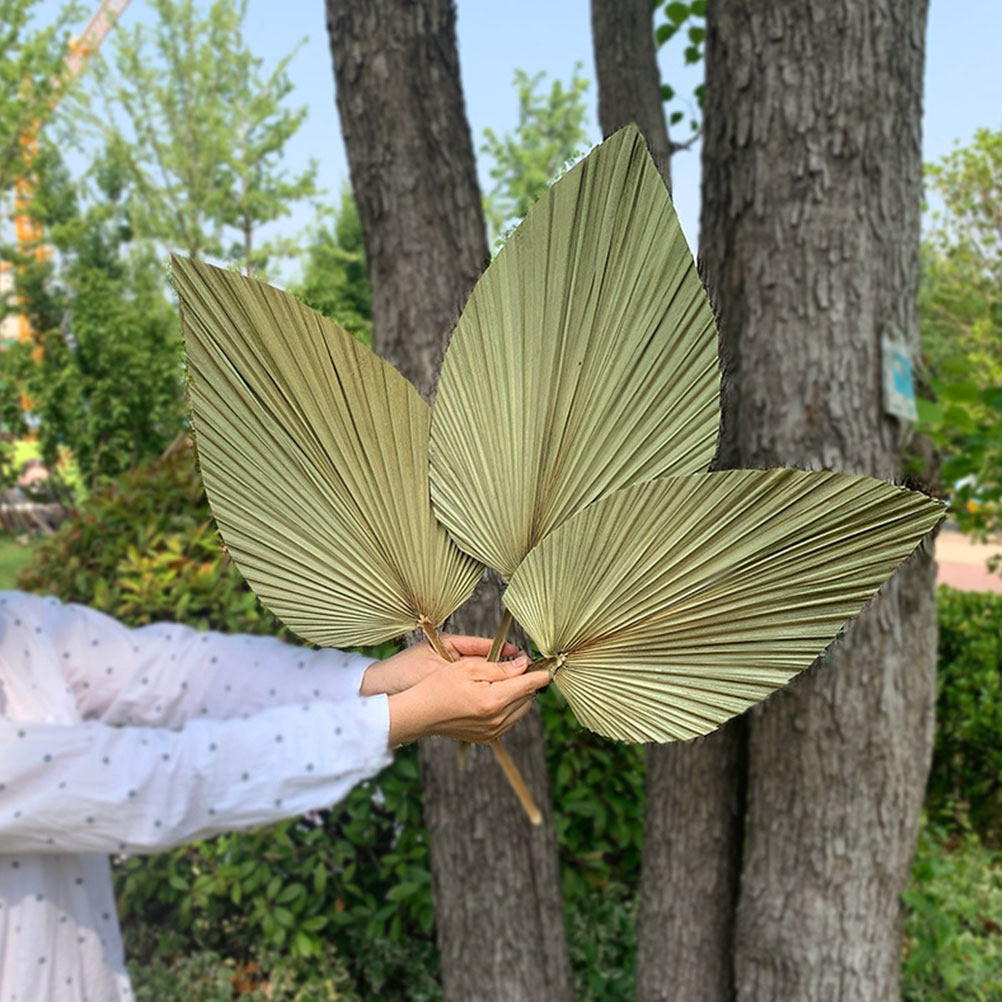 1Pcs Natural Palm Leaf Dried O - Palm Leaf Dried 评论和价格