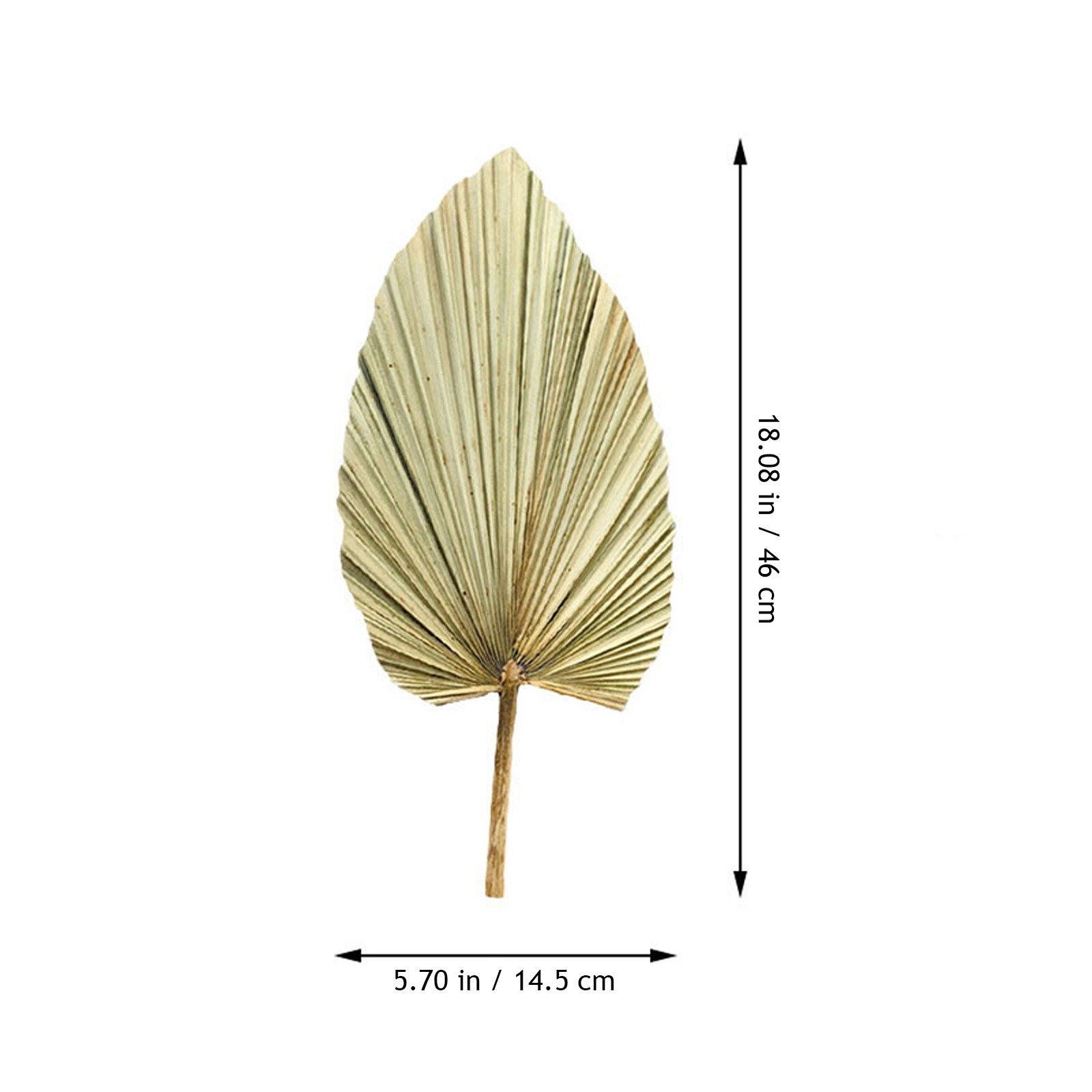 1Pcs Natural Palm Leaf Dried O - Palm Leaf Dried 评论和价格