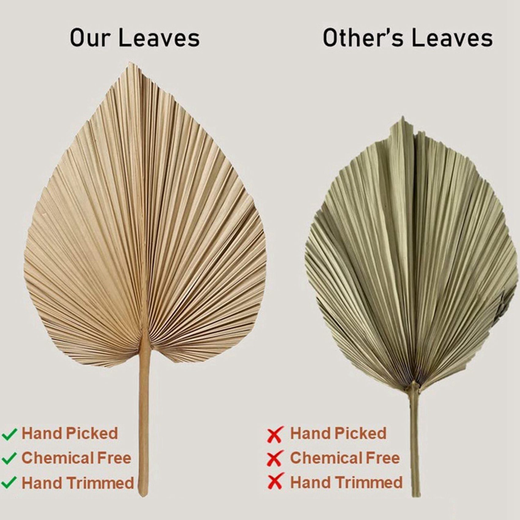 AT02-8 Pieces Natural Dried Pa - Palm Leaf Dried 评论和价格