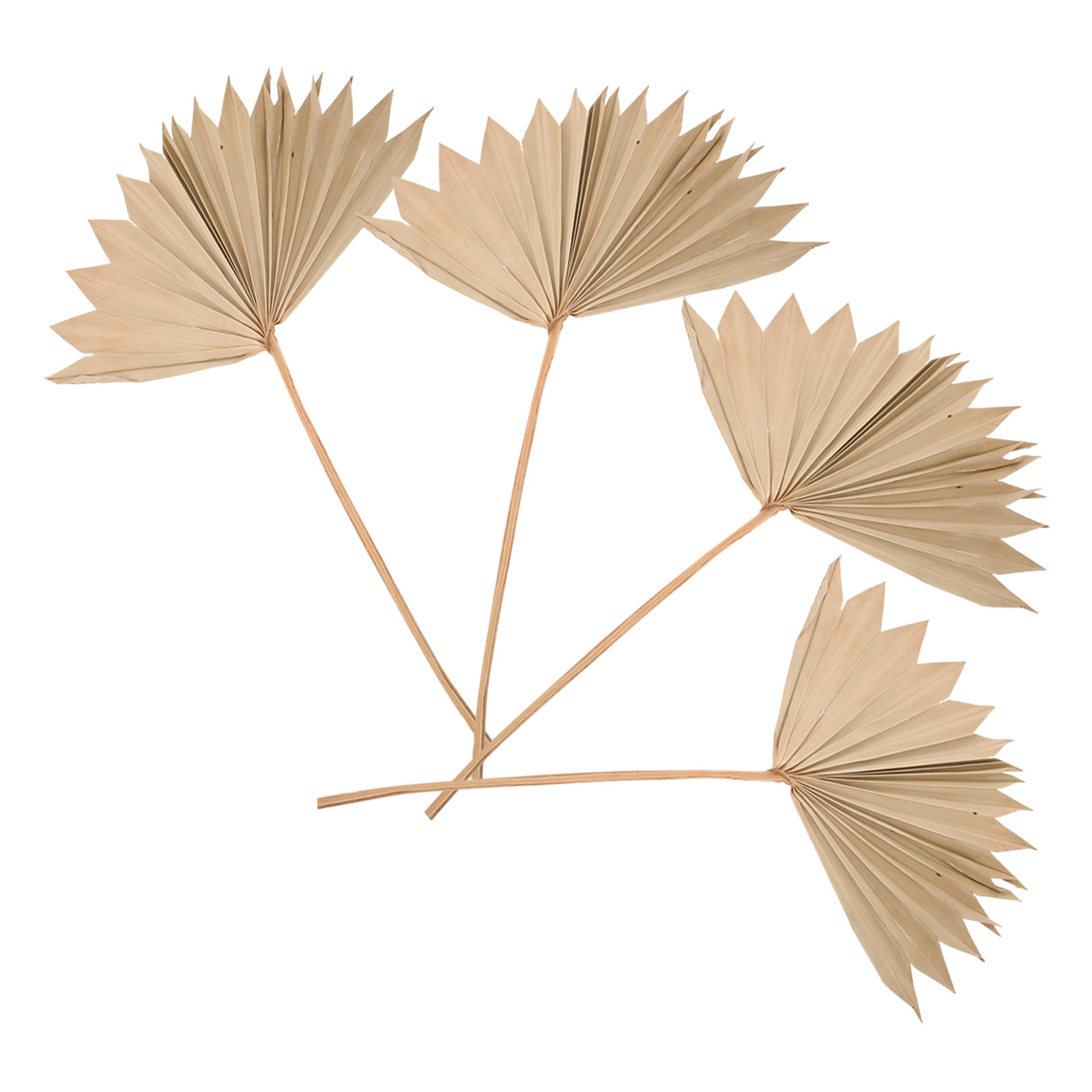 4Pcs Dried Palm Leaf Ornament  - Palm Leaf Dried 评论和价格
