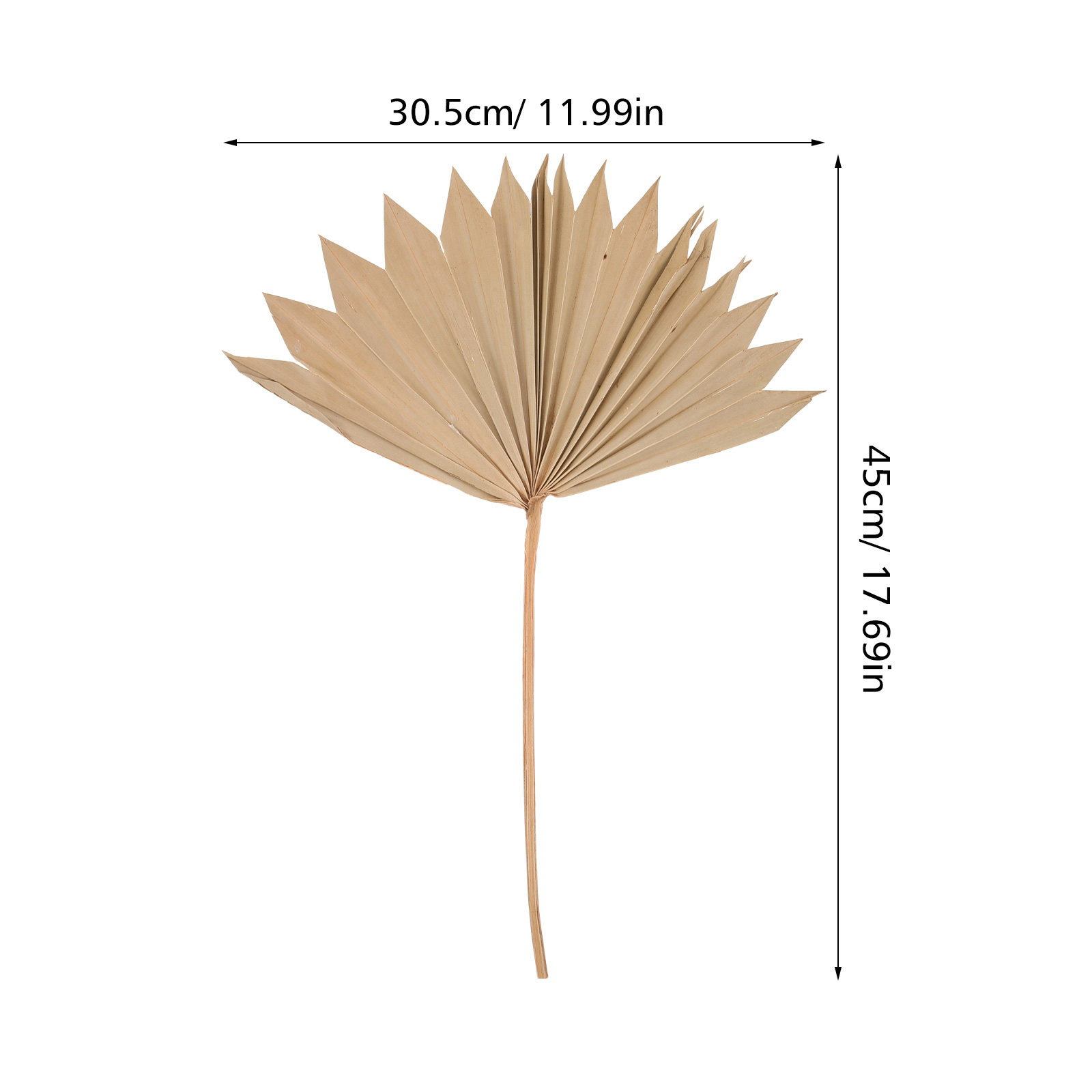 4Pcs Dried Palm Leaf Ornament  - Palm Leaf Dried 评论和价格