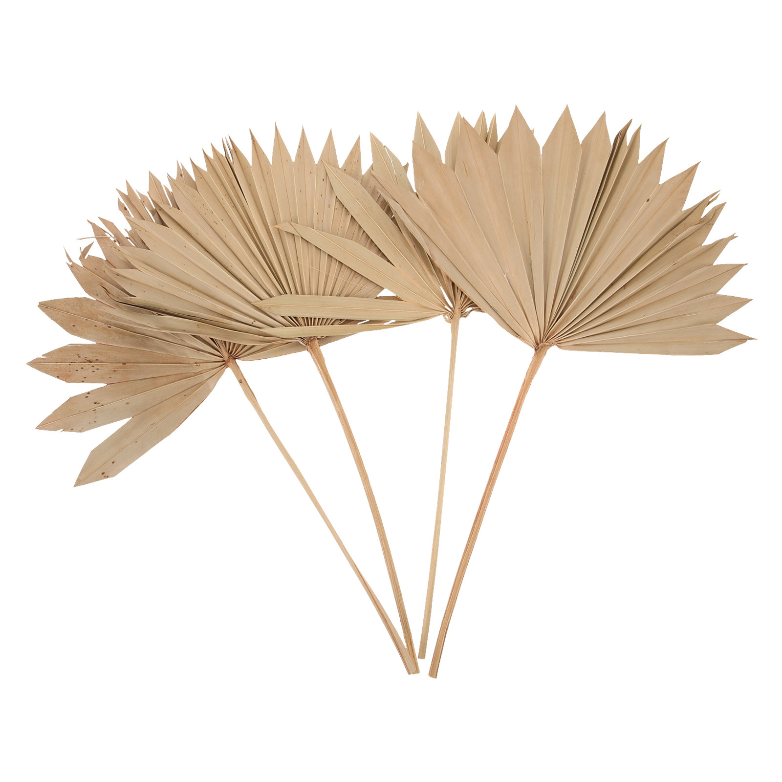 4Pcs Dried Palm Leaf Decor Nat - Palm Leaf Dried 评论和价格